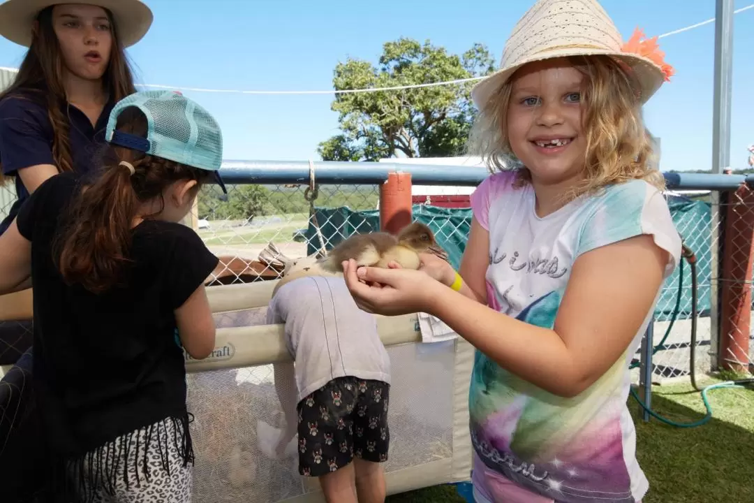 KUR-Cow Barnwell Farm Experience in Cairns