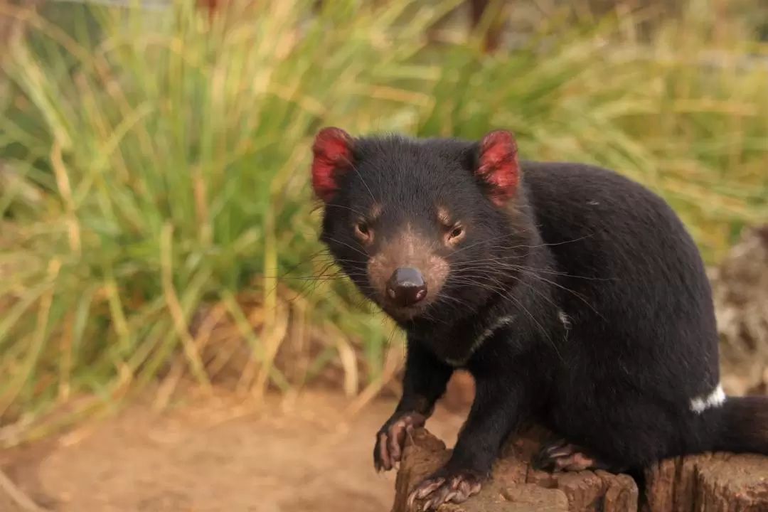 Bonorong Wildlife Sanctuary Ticket in Brighton