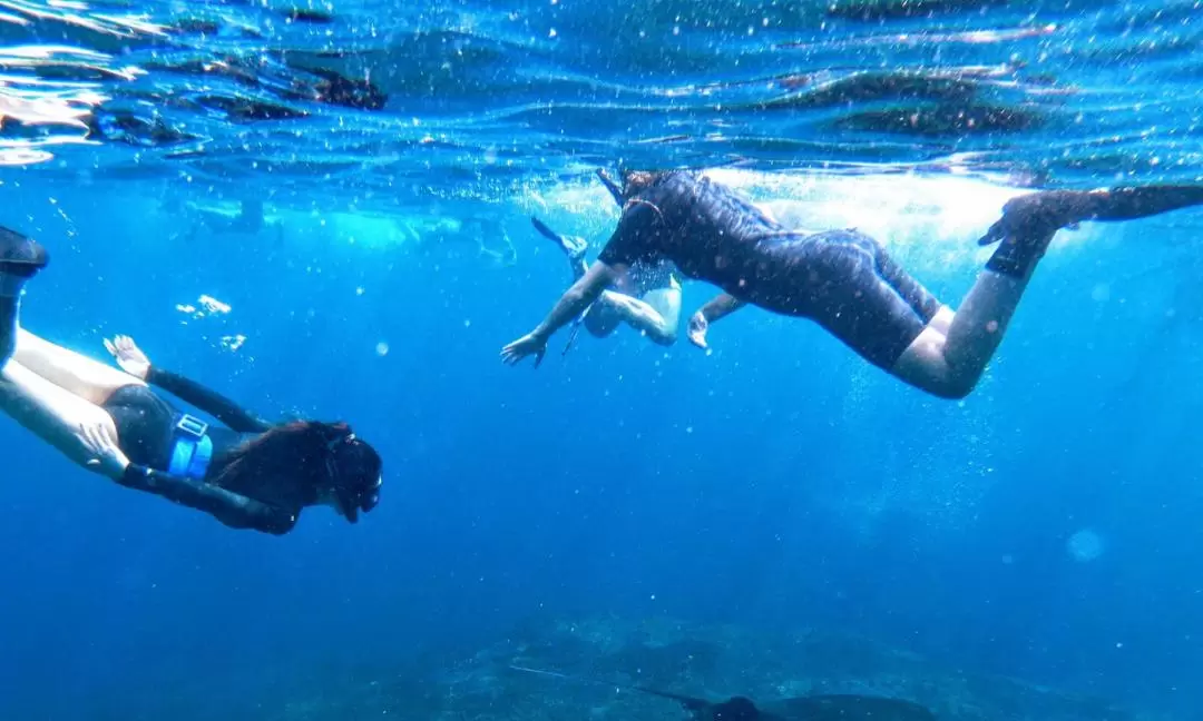 峇里島圖蘭奔＆八丹拜＆艾湄灣＆珀尼達島浮潛體驗（Bali Diving 提供）