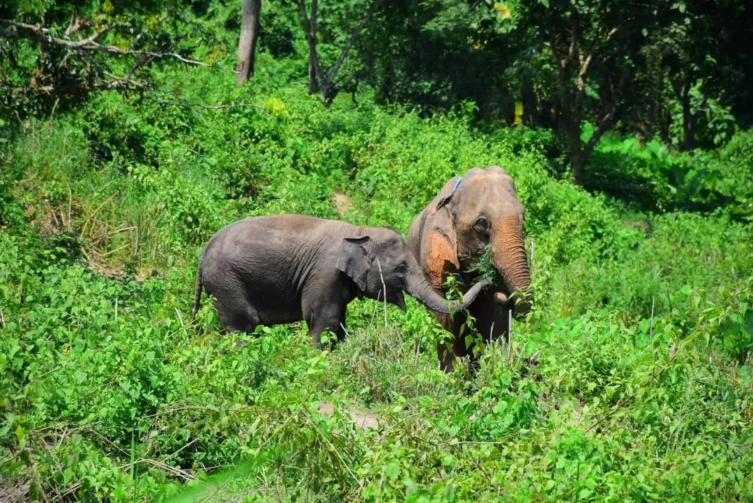 Chiang Mai Elephant Retirement Park Day Tour with Elephant Care Program & Outdoor Activities