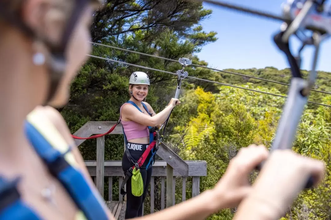 Waiheke Island Zipline and Native Forest 3-Hour Tour