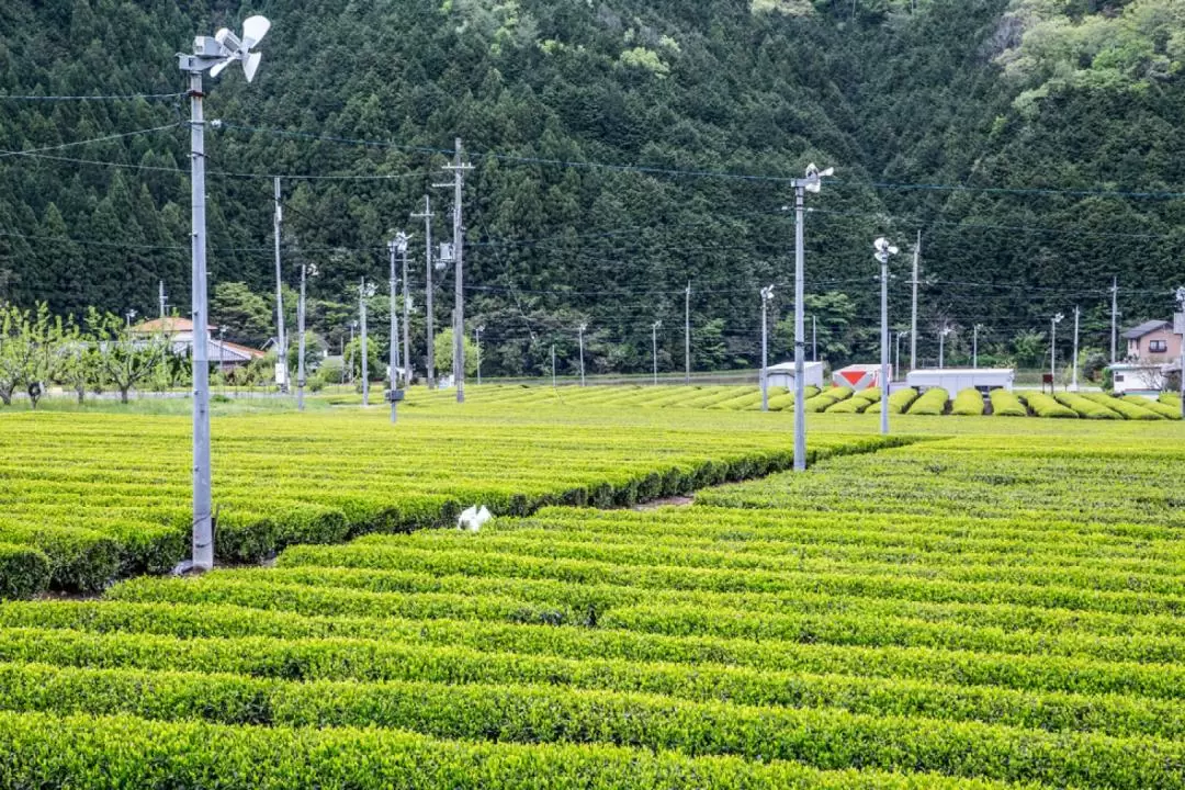 丹波篠山採茶 & 品茶體驗