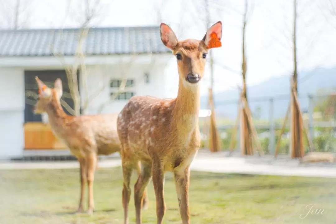 Animal Encounter at Sinbow Leisure Farm in Yilan