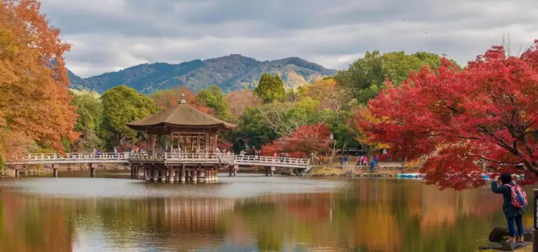 Nara Day Tour with Local Guide from Osaka