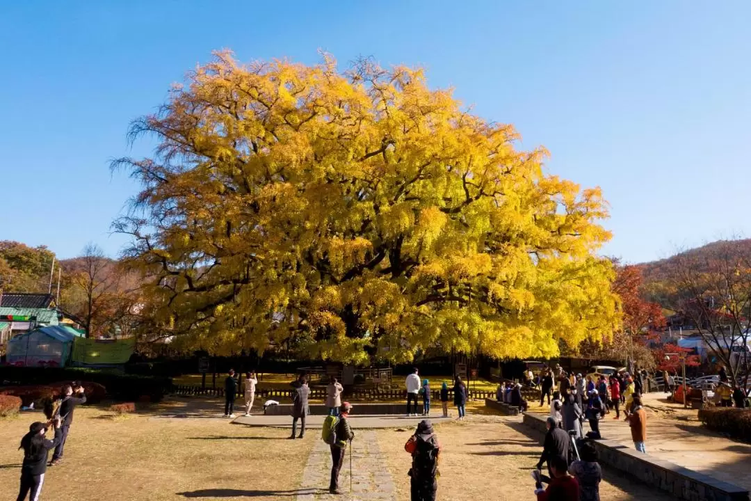 秋季Instagram打卡之旅（首爾出發）