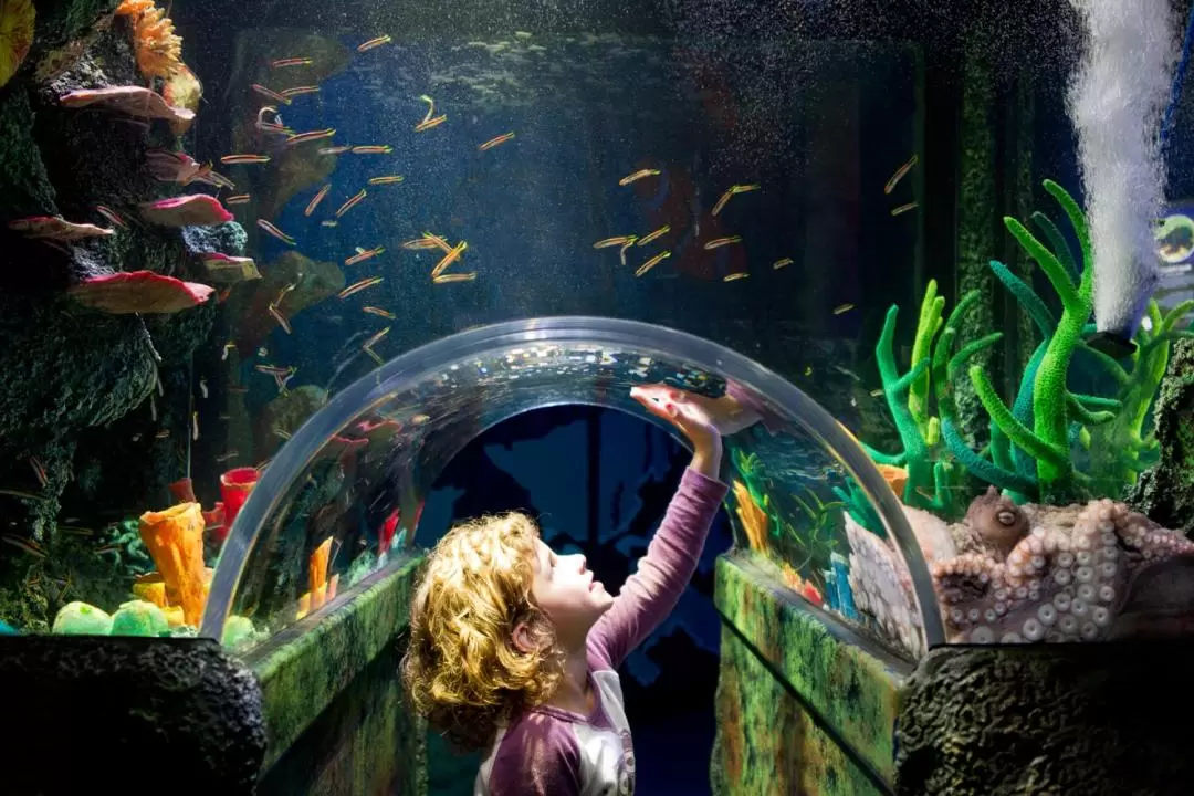 Melbourne SEA LIFE Aquarium & Legoland Discovery Centre Attraction Pass