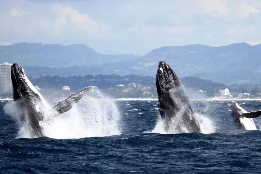 Whale Watching Experience in Gold Coast