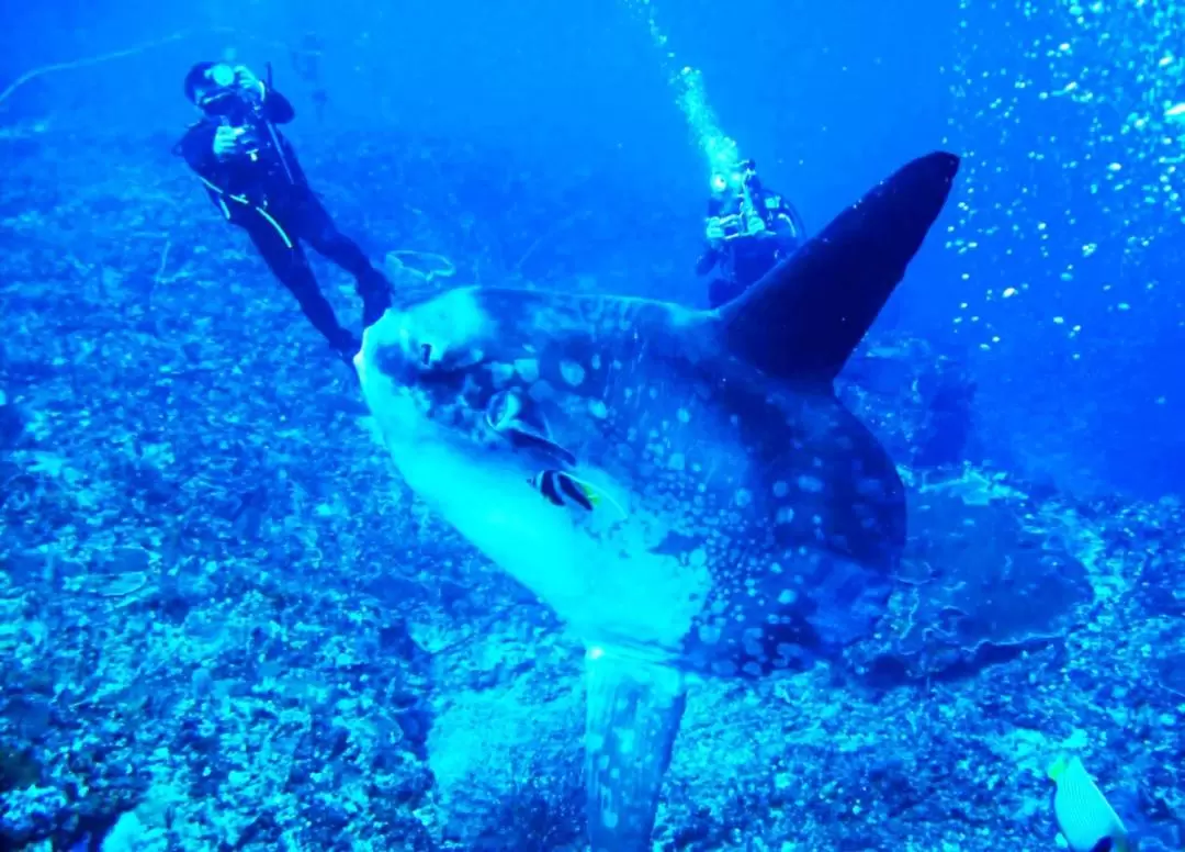 ペニダ島 マンタポイント ダイビング体験（バリ / PADI 5スターダイブセンター）