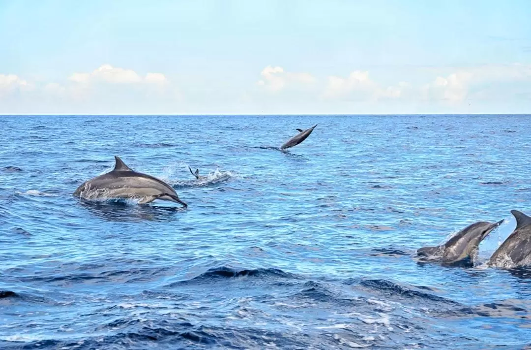 野生海豚共遊 & 貝尼蒂爾島午餐 & 毛里求斯接送