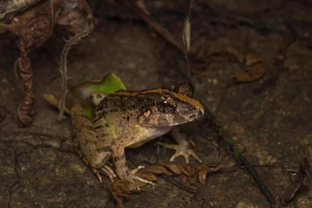 Naturalist Night Adventure by The Untamed Paths