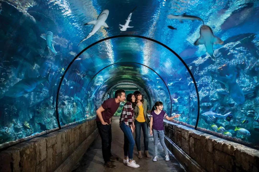 拉斯維加斯鯊魚礁水族館門票