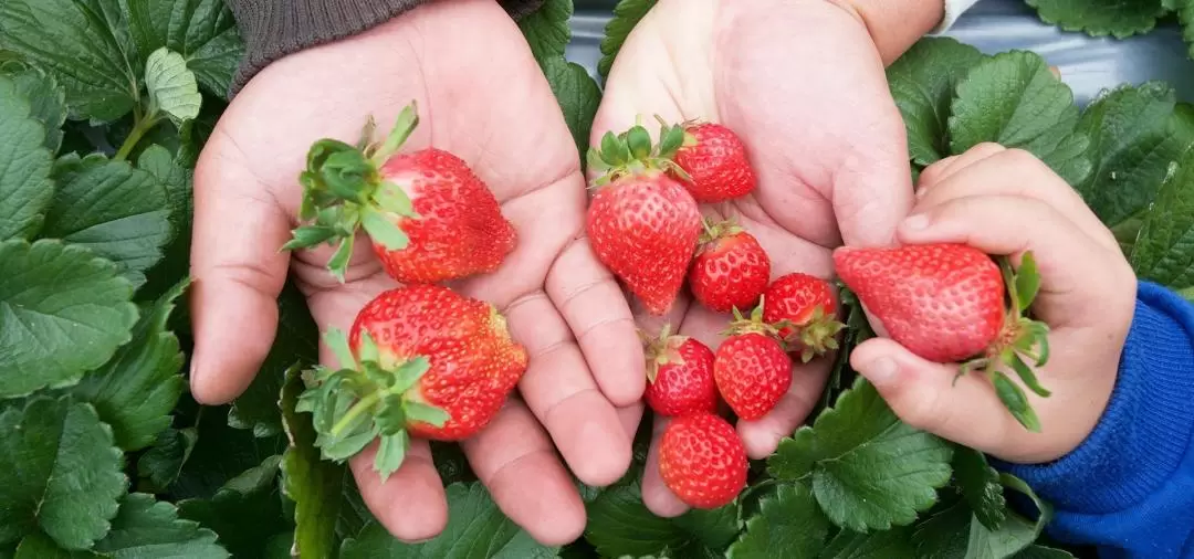 Fruit Picking Experience in Central Taiwan