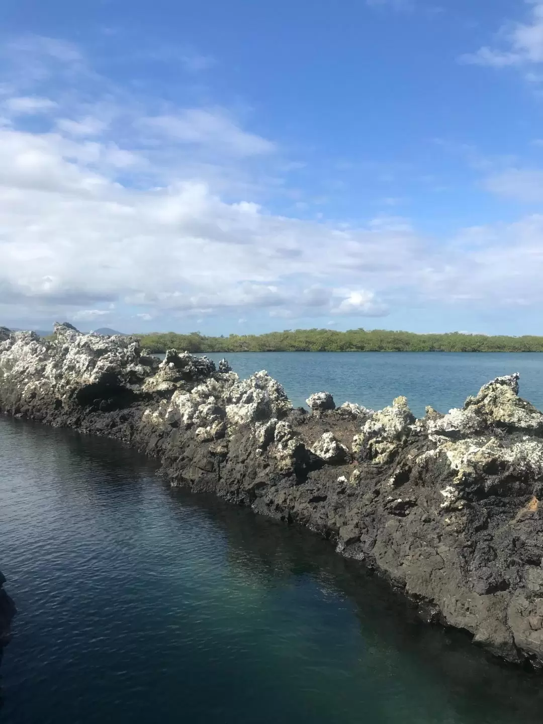 ティントレラス湾 日帰りボートツアー（イサベラ島発）