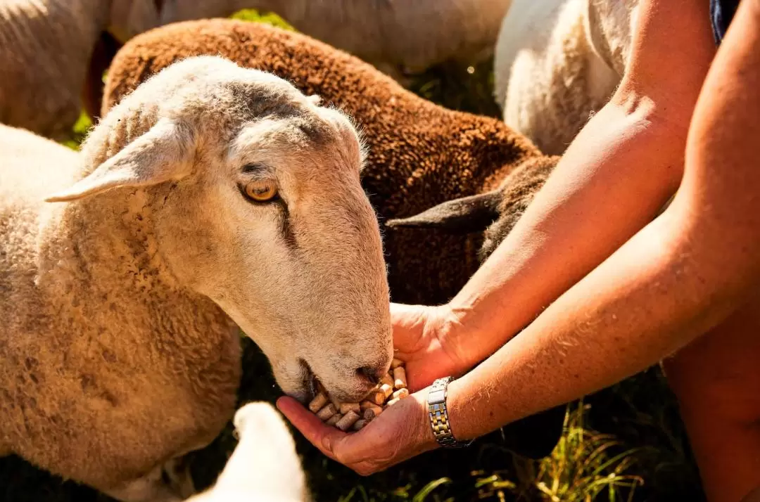 Iris Lodge Alpacas 草泥馬＆農場動物餵食體驗