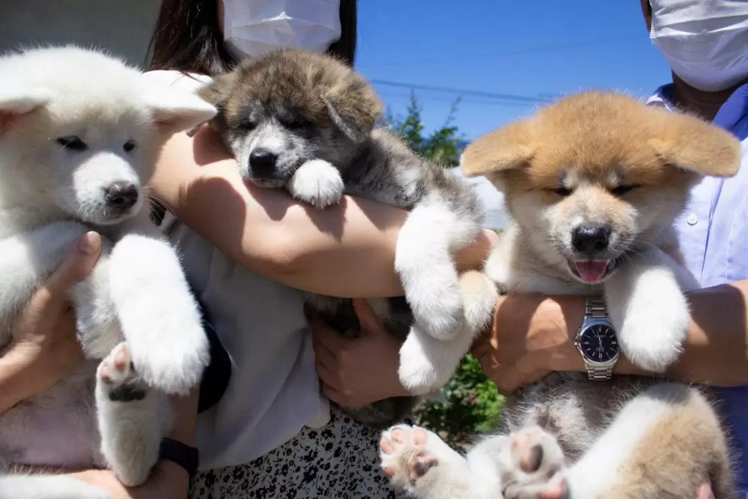 在秋田縣和秋田犬互動