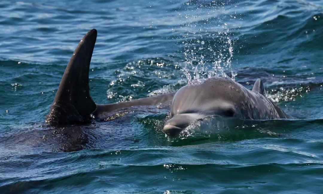 Jervis Bay Dolphin Watch Cruise Tour