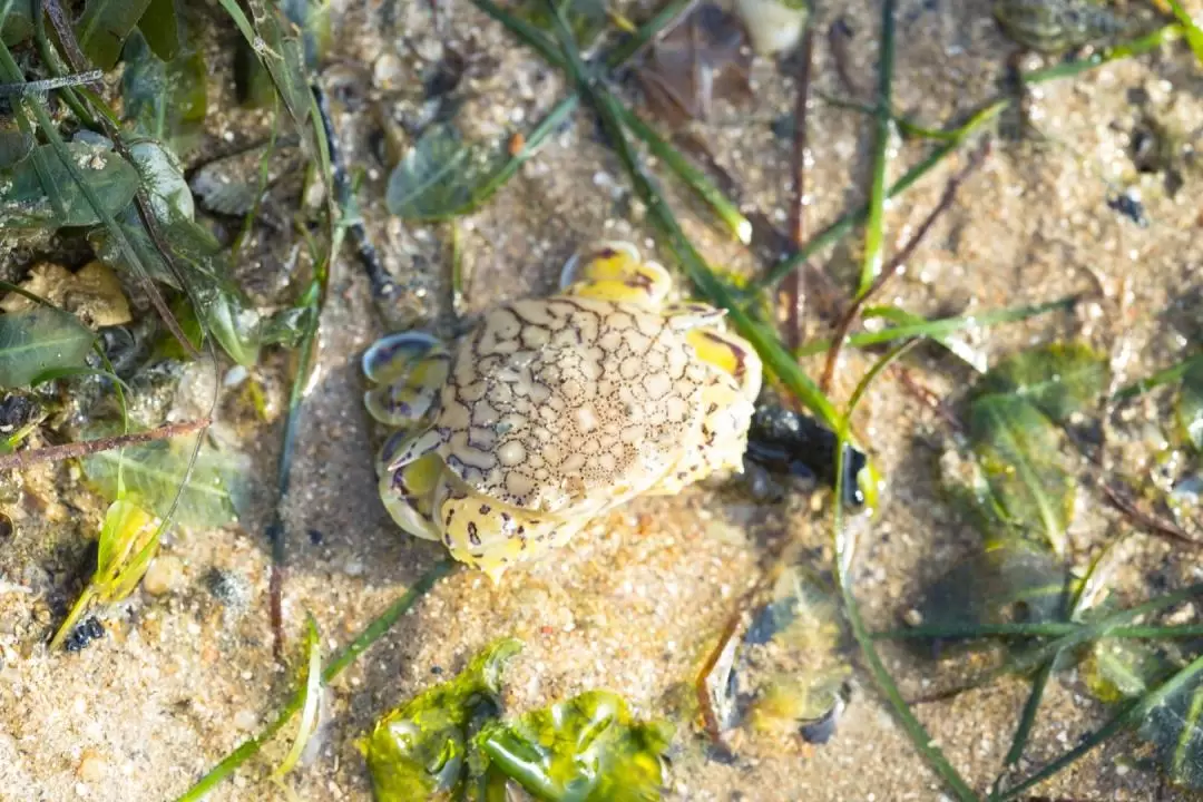 Experiential Intertidal Exploration by The Untamed Paths