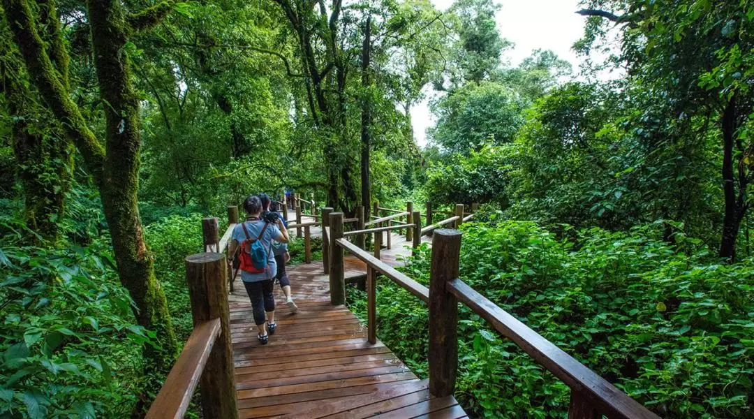 ドイインタノン国立公園 日帰りツアー（チェンマイ）