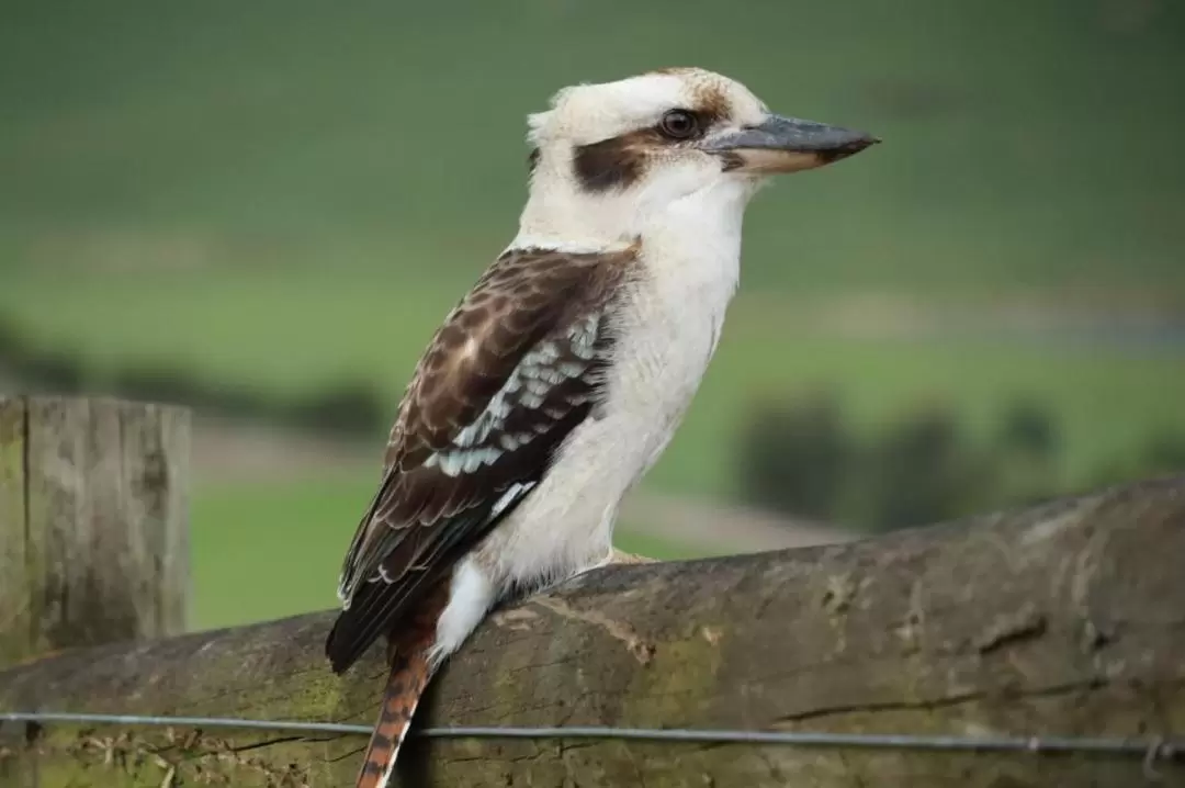 Yarra Valley Safari 8-Hour Tour from Melbourne