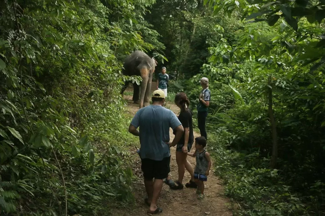 Phuket Elephant Nature Reserve Experience