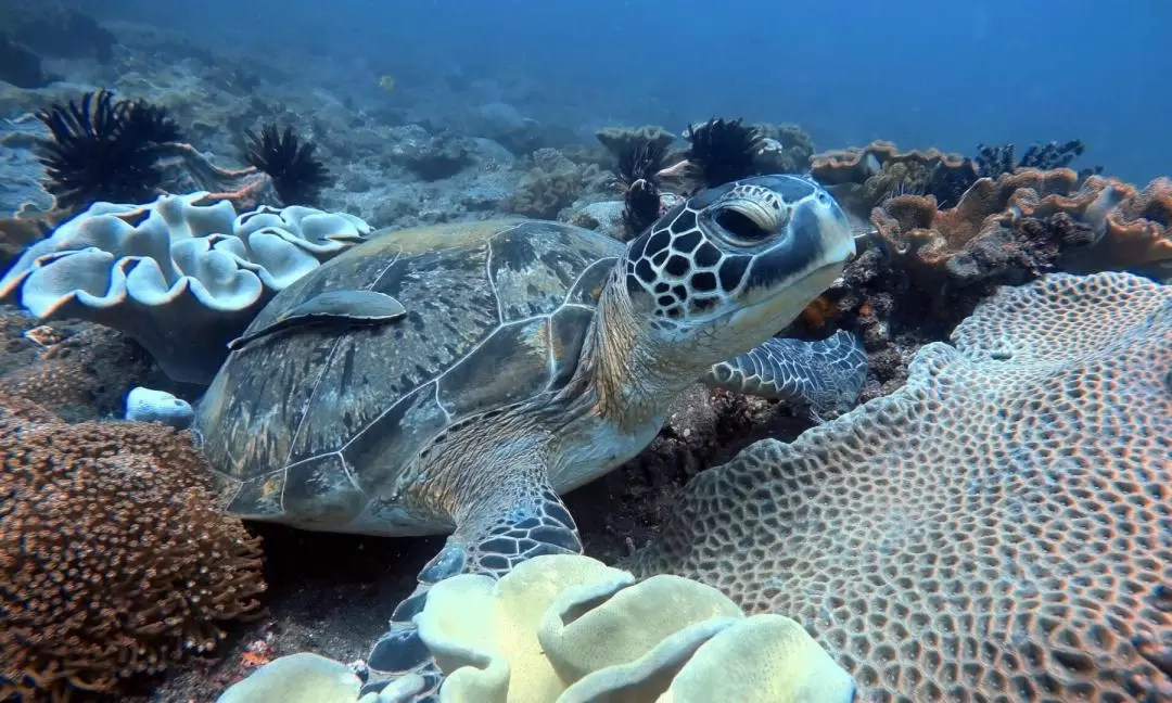 峇里島免證照潛水之旅（Bali Diving 提供）