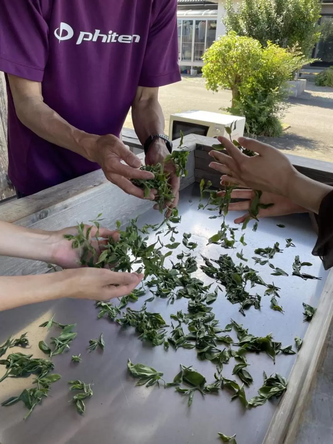 Tea Harvesting Experience in Kagoshima