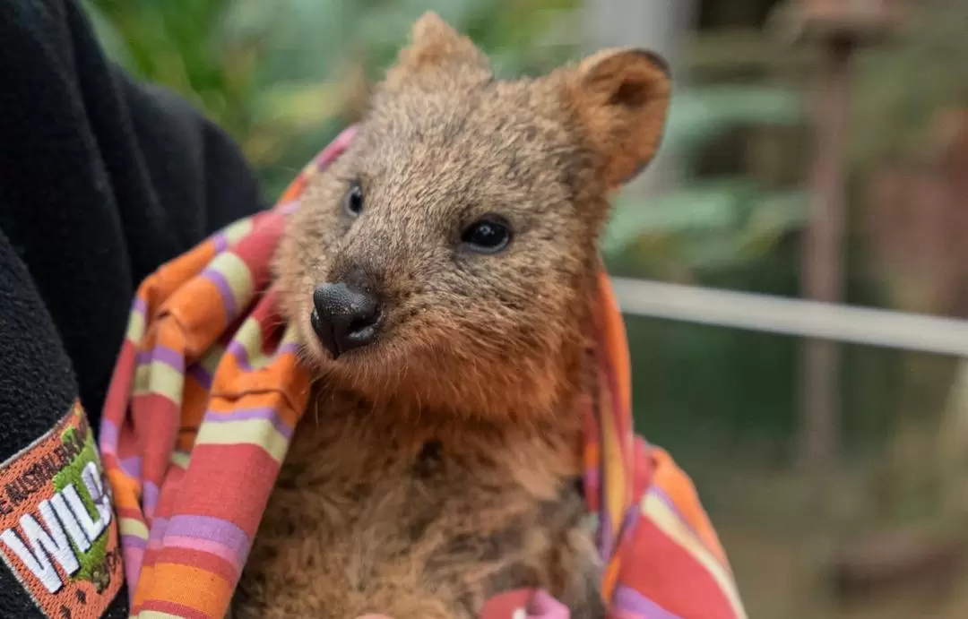 ワイルドライフシドニー動物園 入園チケット