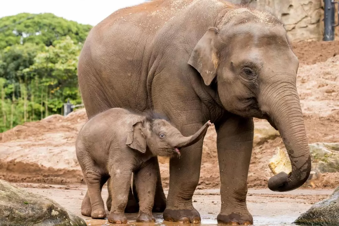 塔龍加動物園（Taronga Zoo）& 悉尼港遊船票