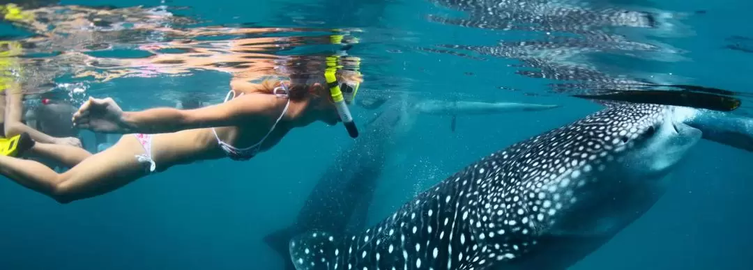 オスロブ ジンベイザメウォッチング体験（セブ島）