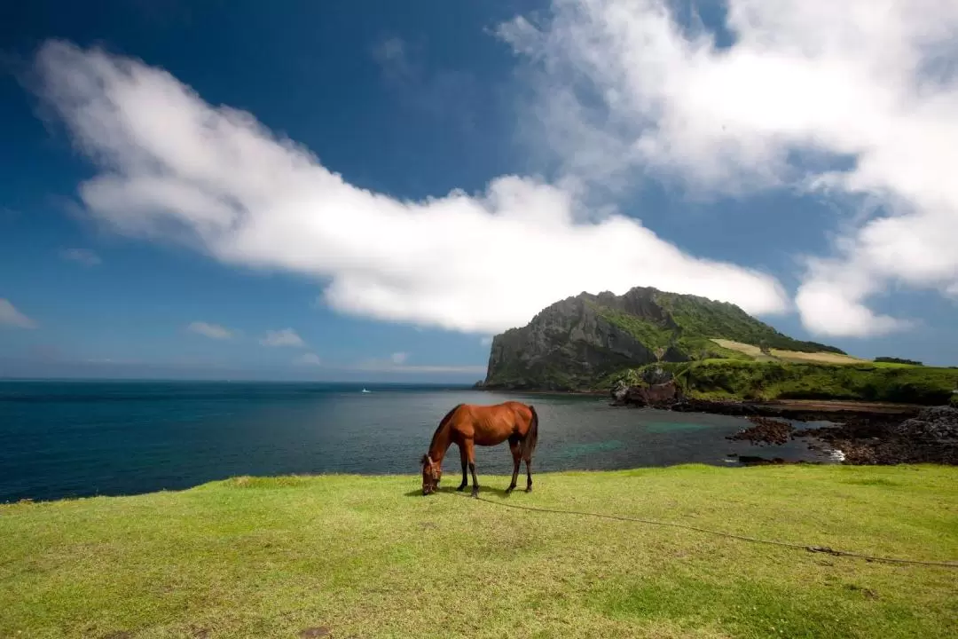 Jeju Private Car Charter with a Local Taxi Driver