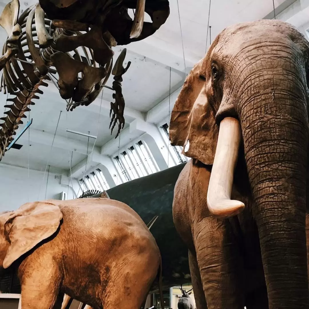 London Natural History Museum Small Group Guided Tour