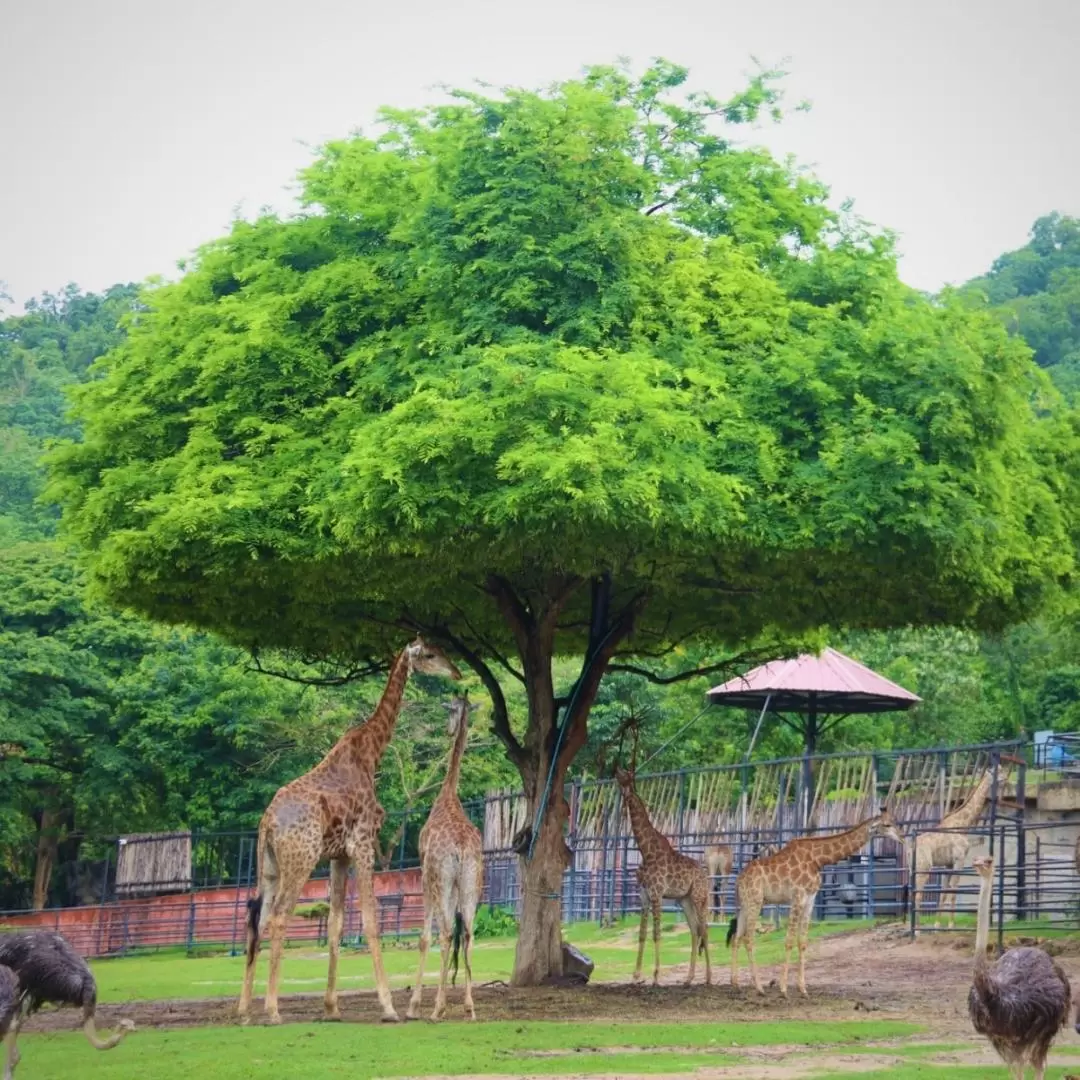 カオキアオ動物園 日帰りツアー（パタヤorバンコク発 / TTD GLOBAL提供）