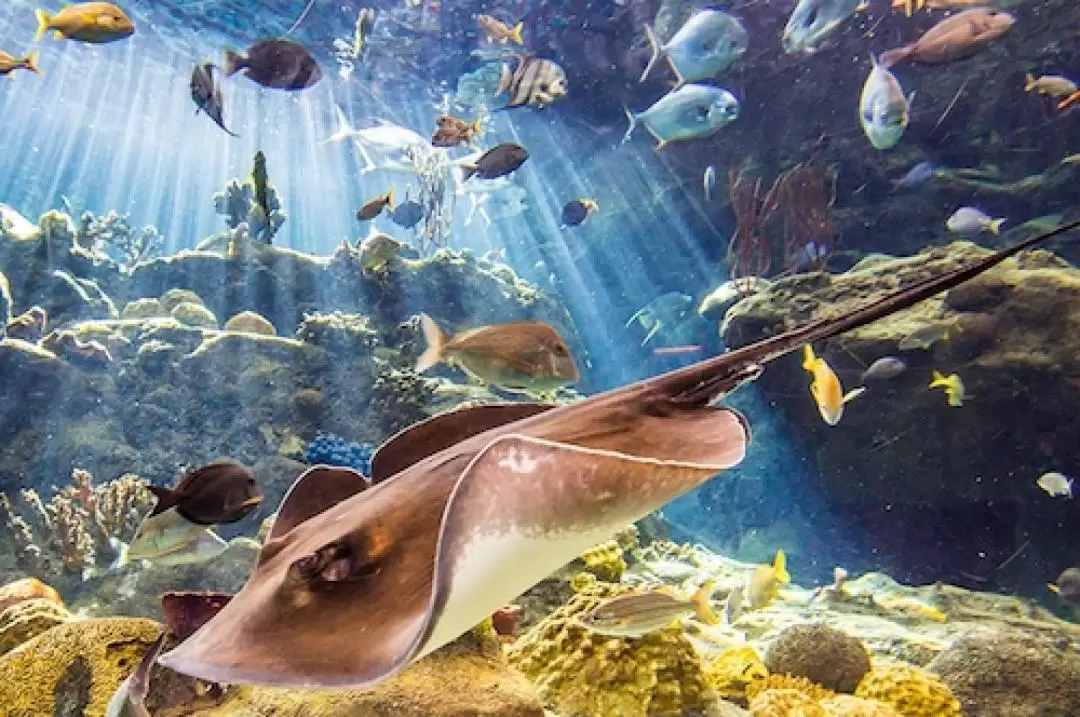 佛羅里達水族館免排隊門票