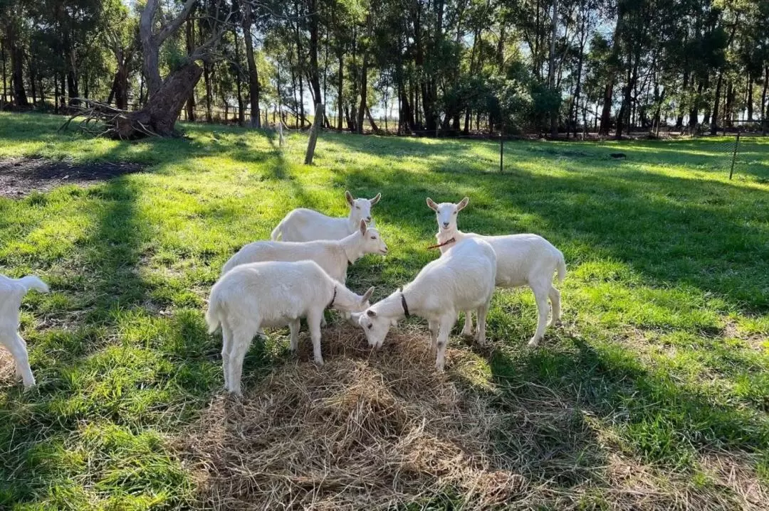 Mornington Peninsula Coastal Delights 8-Hour Tour from Melbourne