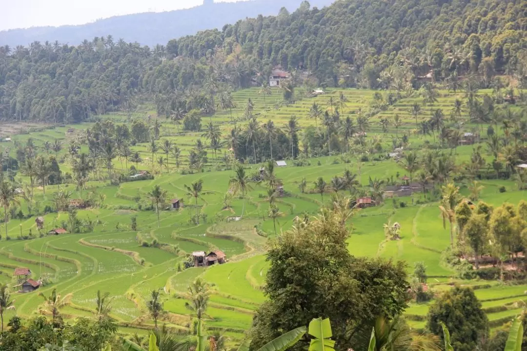 North Bali and Munduk Environmental Trekking Private Day Tour