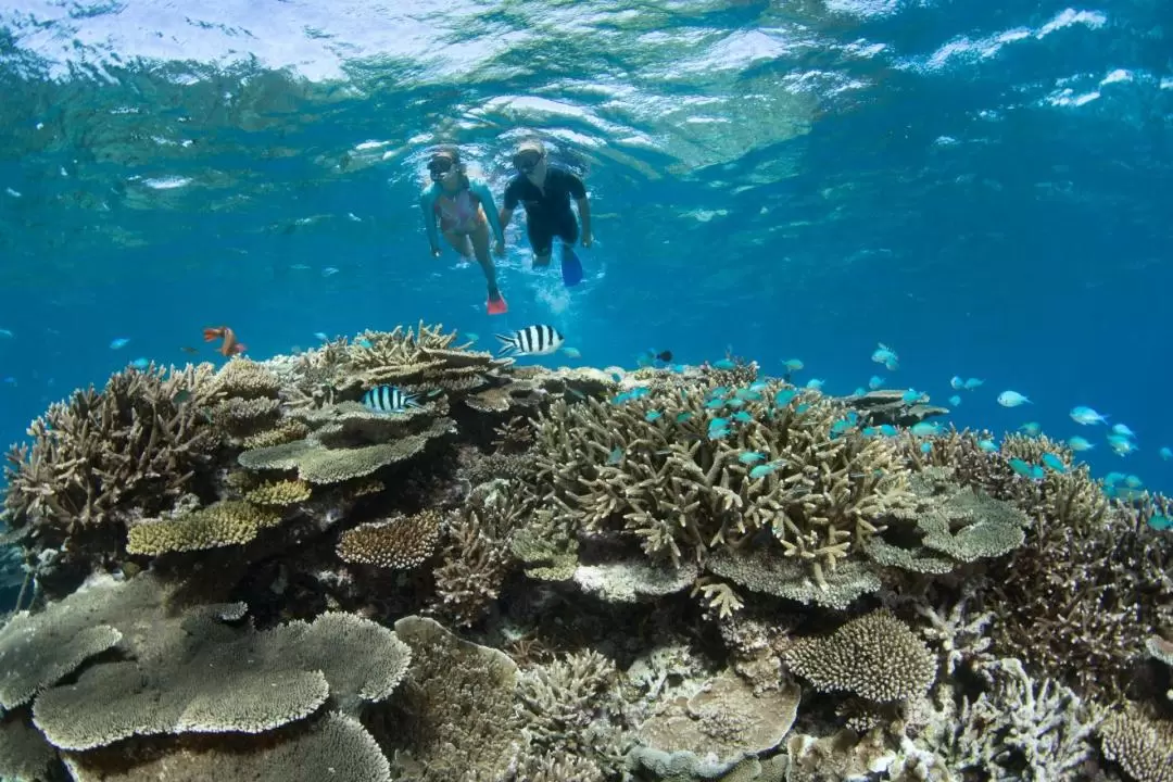 Lady Elliot Island Great Barrier Reef Tour from Brisbane