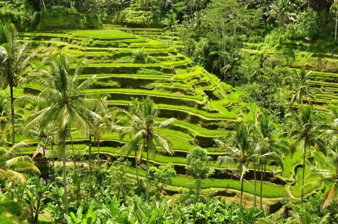 Central Bali All-You-Can-See Tour: Waterfall, Elephant Cave, Tirta Empul, Tegalalang Rice Terrace & Sacred Monkey Forest