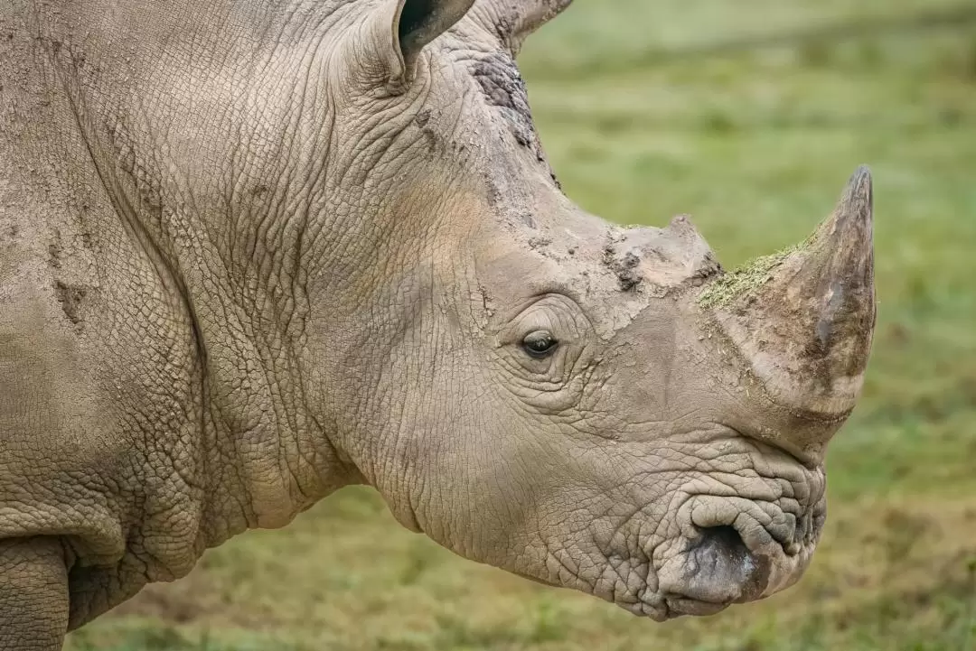 莫戈野生動物園門票