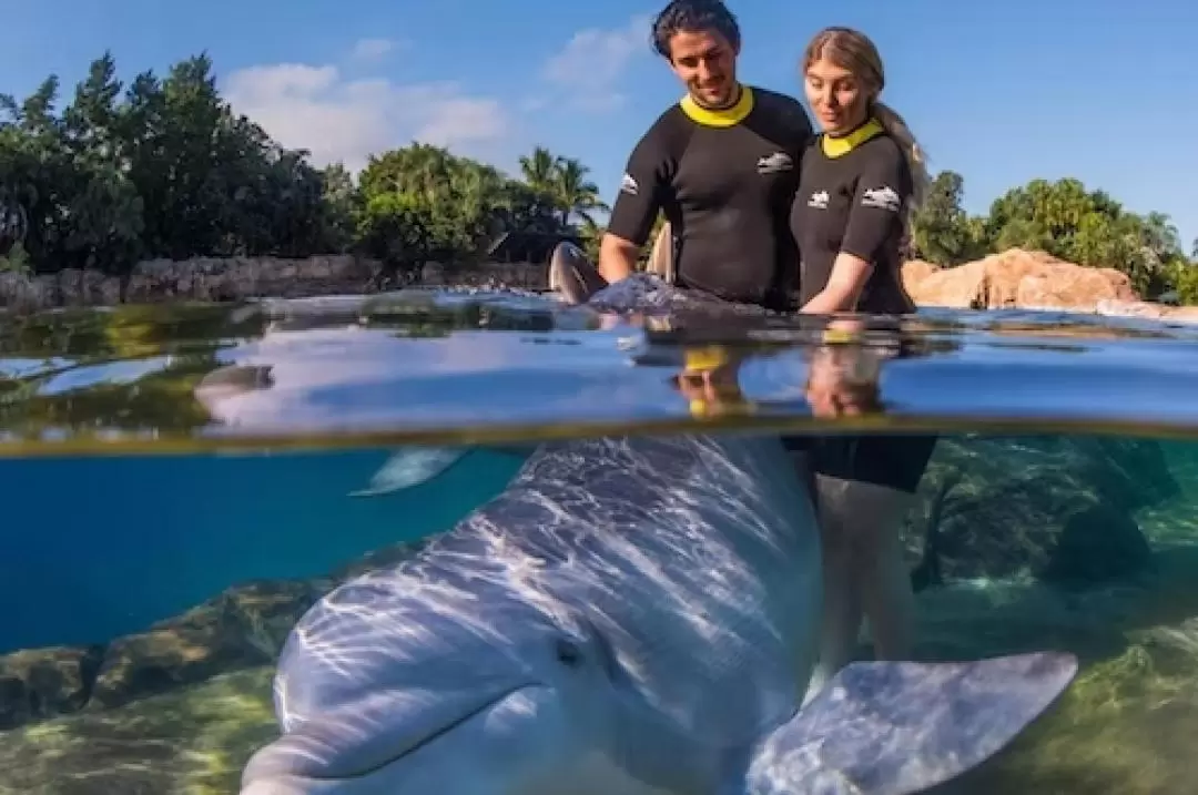 奧蘭多 Discovery Cove 主題樂園門票（含海豚共游體驗）