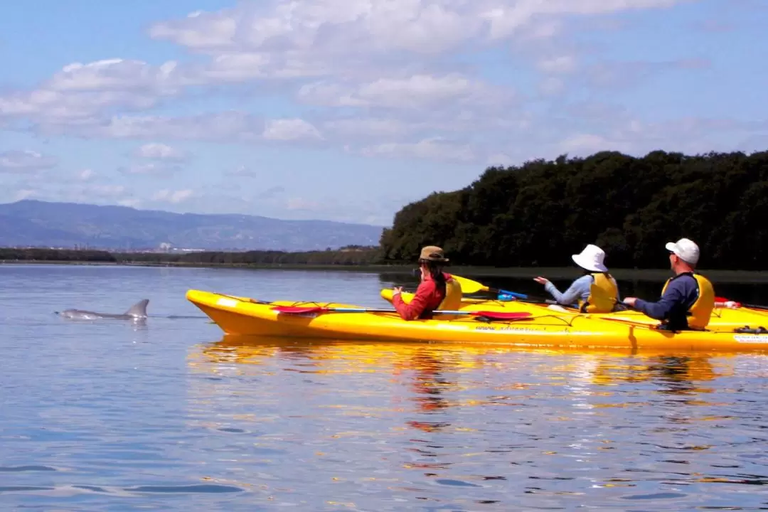 Dolphin Sanctuary and Ships Graveyard Kayak Tour