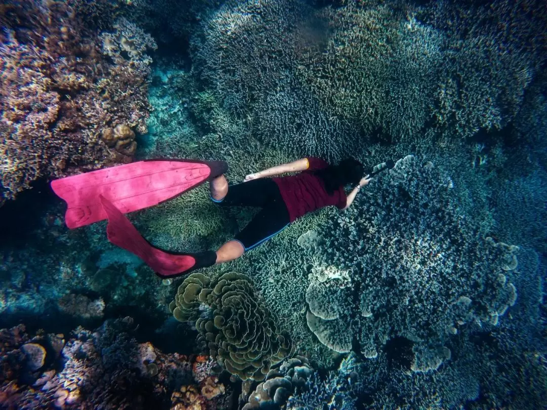 1 Day Snorkeling in Komodo National Park by Dive Komodo