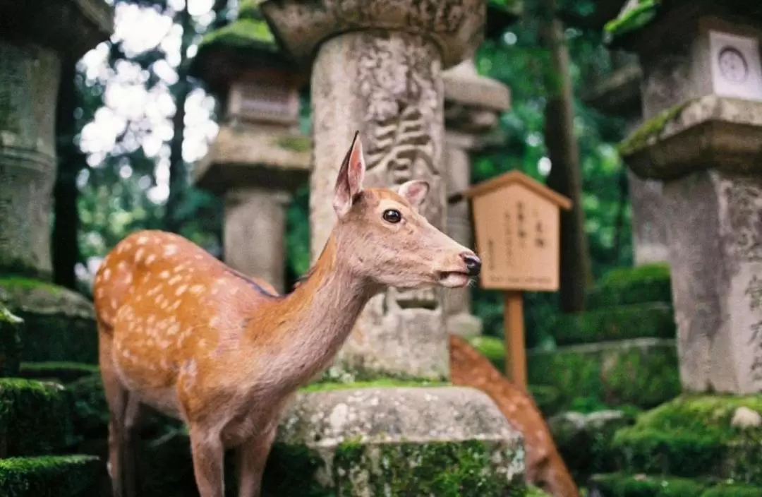 Nara Park & Todaiji Temple & Uji & Genji no Yu Day Tour (Departure from Osaka)