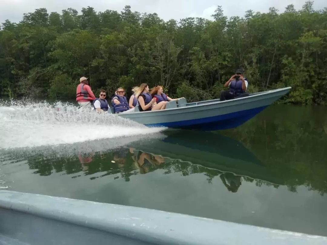 Mangrove or Fireflies Tour in Bintan