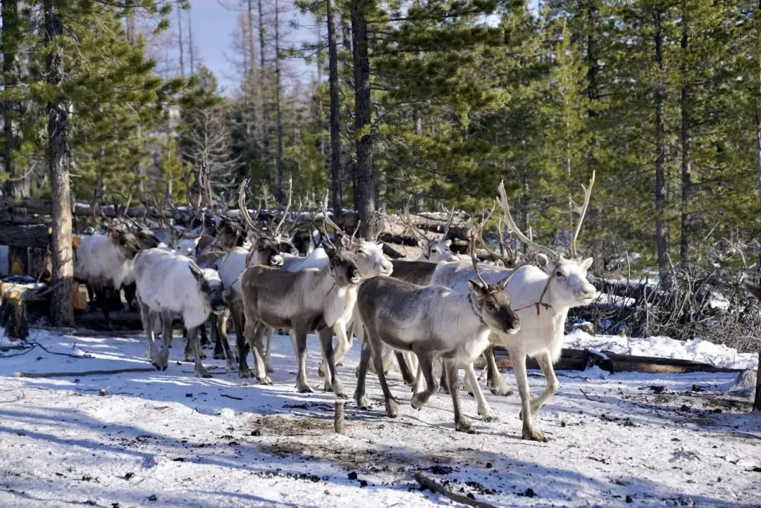 11D10N Reindeer Expedition in Northern Mongolia from Singapore