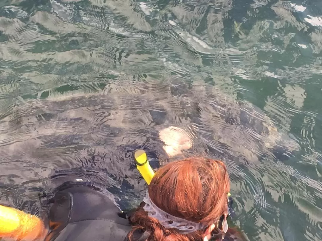 Swim with the Manatee's Day Tour with Transportation