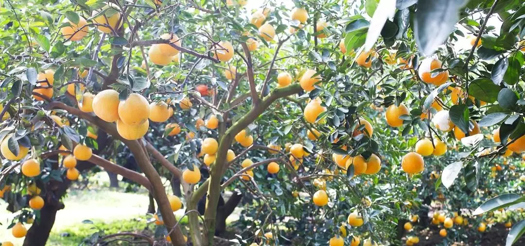 Fruit Picking Experience in Central Taiwan