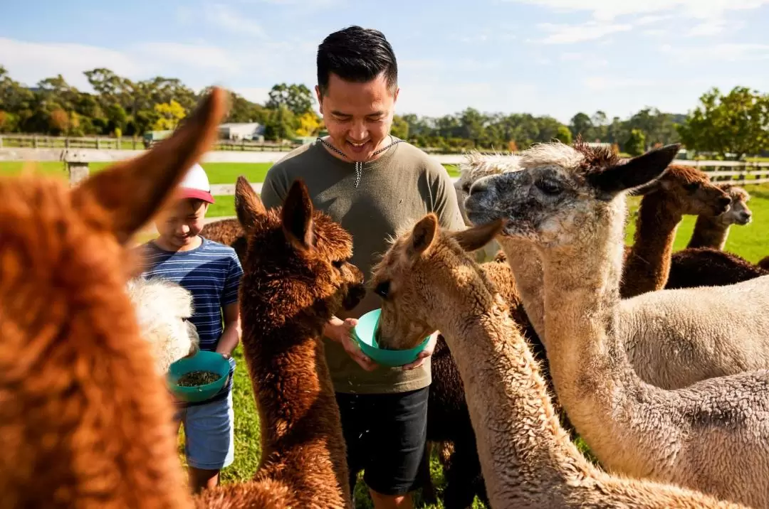 Iris Lodge Alpacas and Farm Animal Feeding Experience