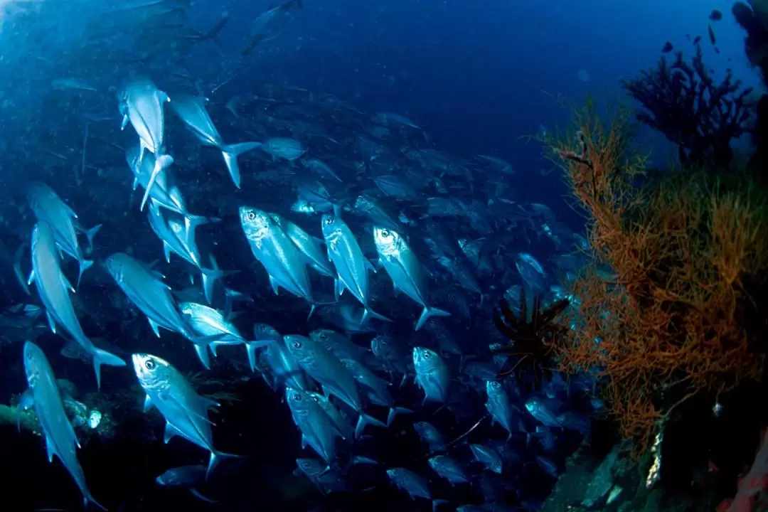 峇里島 Manta Point 潛水體驗（Gangga Divers 提供）