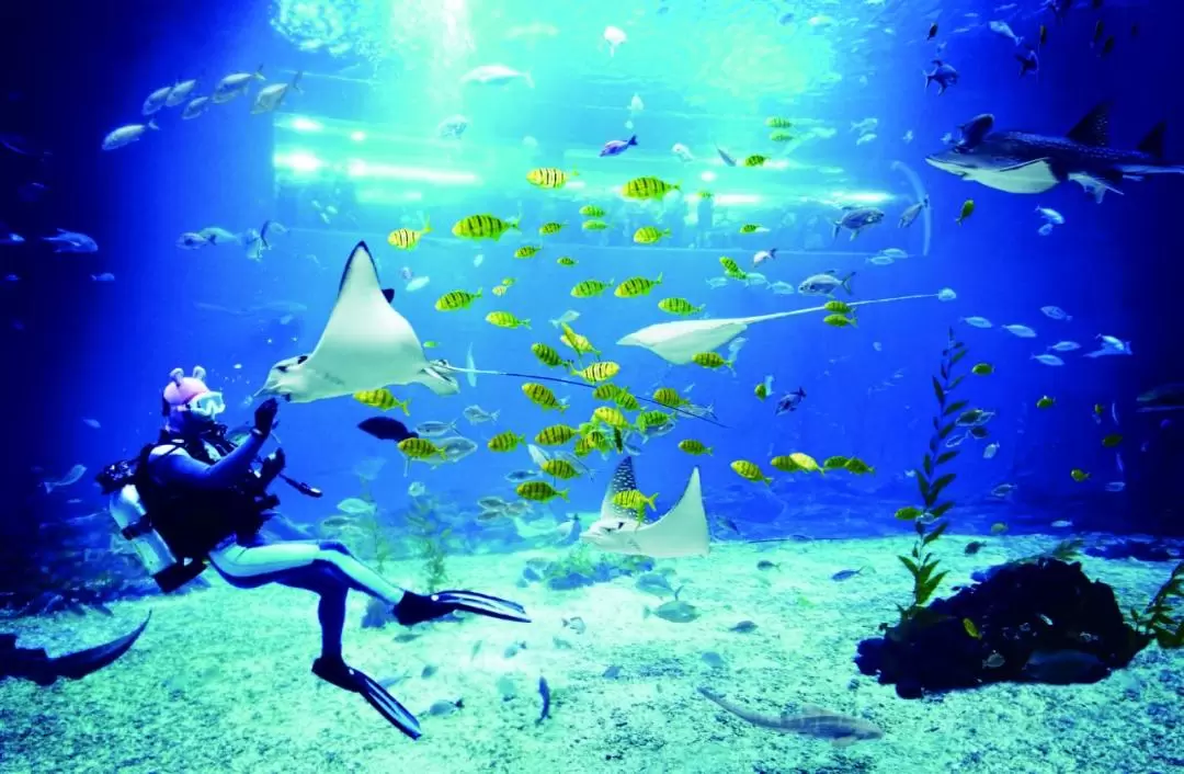 【外籍遊客限定】濟州島 Aqua Planet 水族館門票