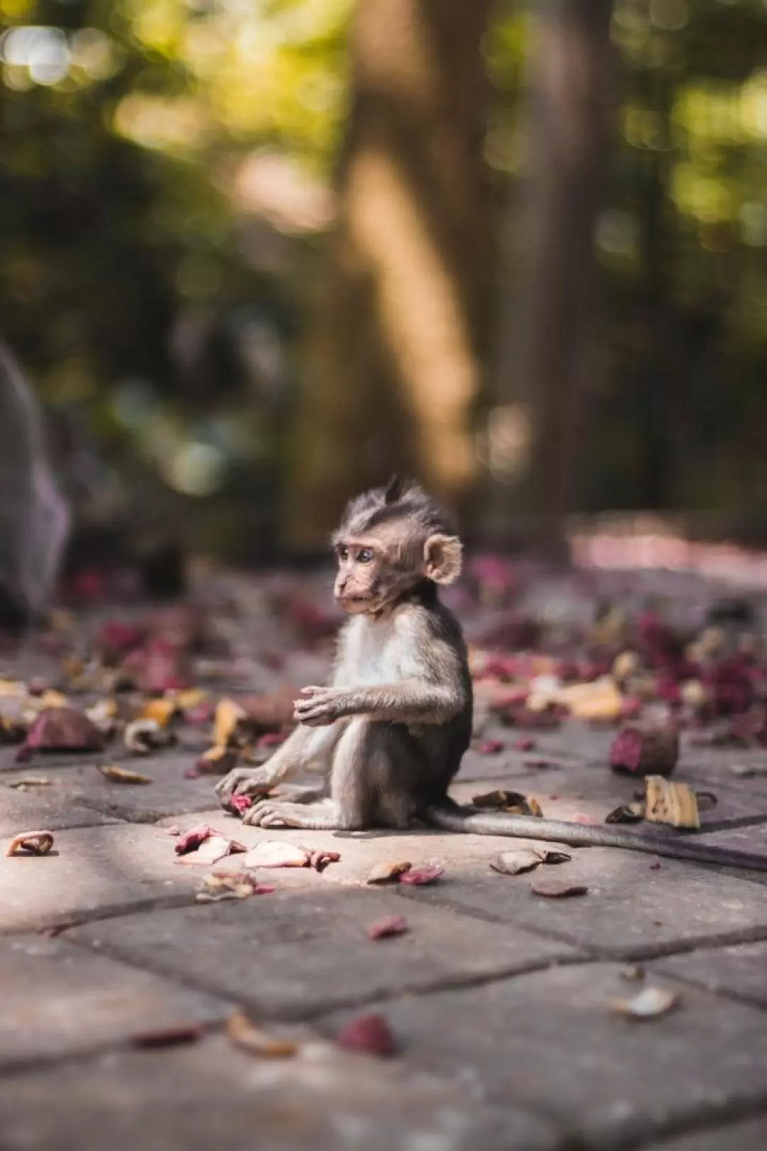 Ubud Monkey Forest and Hidden Waterfall With Photographer